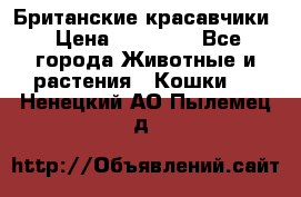 Британские красавчики › Цена ­ 35 000 - Все города Животные и растения » Кошки   . Ненецкий АО,Пылемец д.